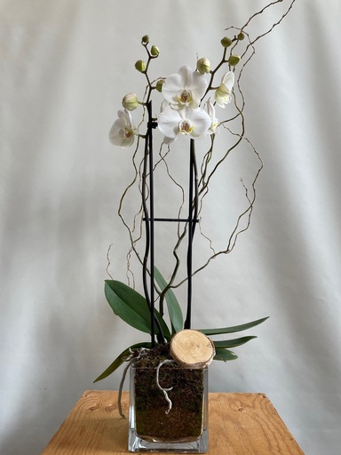 Phaleonopsis dans pot en verre